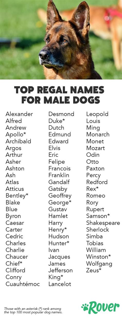 The Top Regal Names for Male Dogs