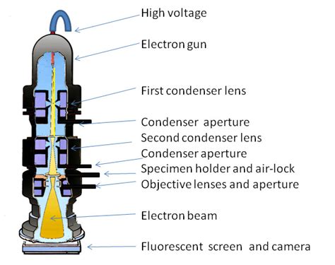 The Transmission Electron Microscope | CCBER
