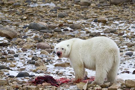 The Typical Diet of a Polar Bear