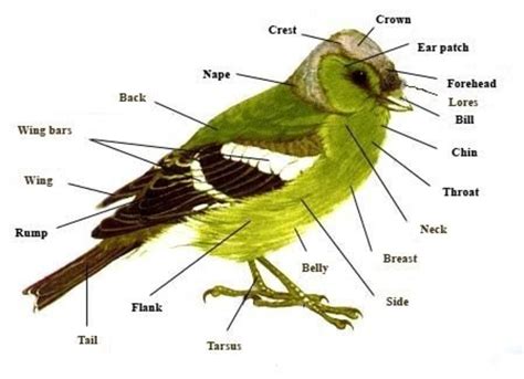 The Unique Characteristics of Birds | HubPages
