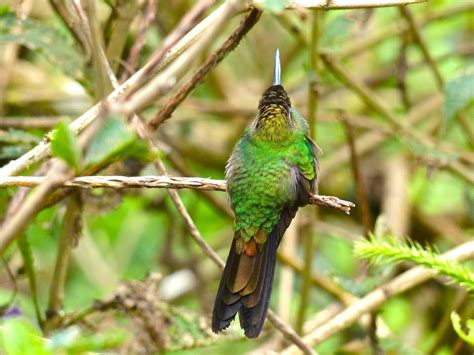 The Urban Birder: BIrds of Peru