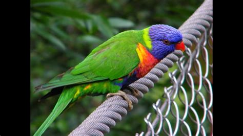 The Varied World of Australian Birds : Nature Documentary ...