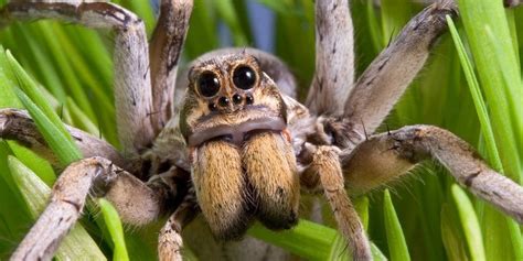 The World s Most Venomous Spiders: 15 Deadliest Species️
