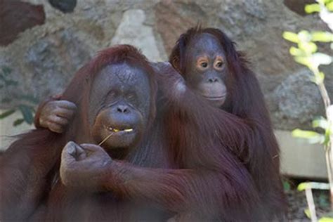 The Zoo to Display Commemorative Wall for Orangutan Mahal ...