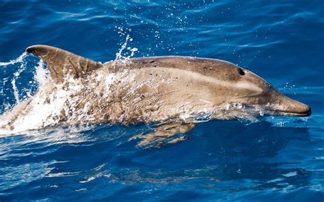 There Might Be a Whale Dolphin Hybrid  aka a Wholphin  By ...