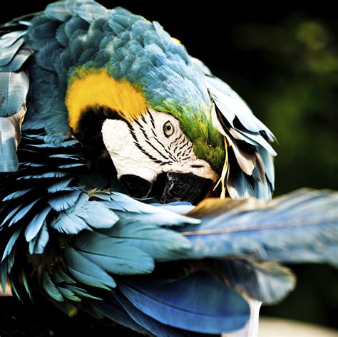 These 10 Exotic Bird Photos will Brighten Your Day and Inspire You