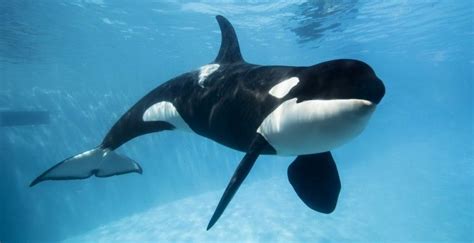 These 23 orcas will be the last at SeaWorld