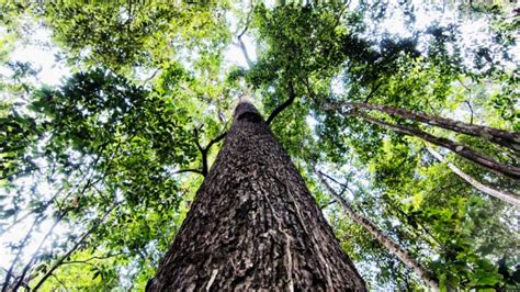These Are The Amazon Trees That Keep The Planet Cool ...