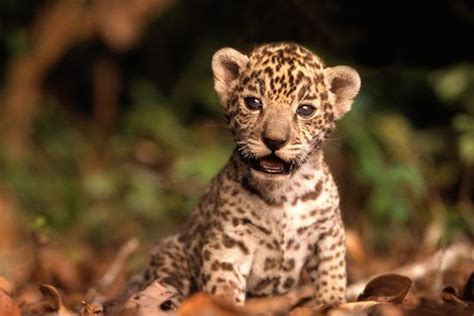 These Baby Amazon Animals Will Melt Your Heart | Pachamama ...