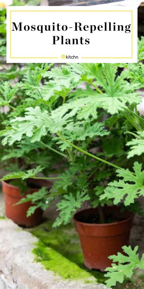 These Citronella Plants Can Actually Repel Mosquitoes ...