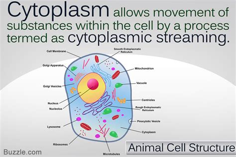 These Facts About the Cytoplasm Reveal Why it s Vital for ...