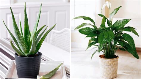 These Indoor Plants Can Keep Your Home Cool