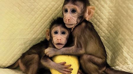 These monkey twins are the first primate clones made by ...