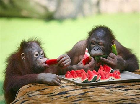 These Photos of Animals Eating Food Will Brighten Your Day ...