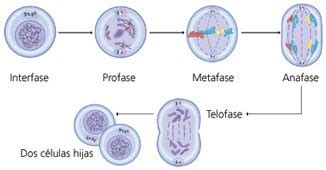 They: Mitosis
