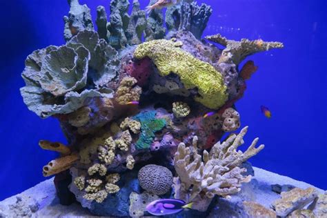 Things to do in New Orleans – The Aquarium of the Americas