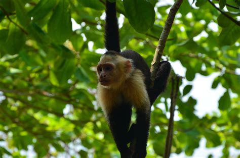 Thinking Capuchin Cebus capucinus L. Foto & Bild ...