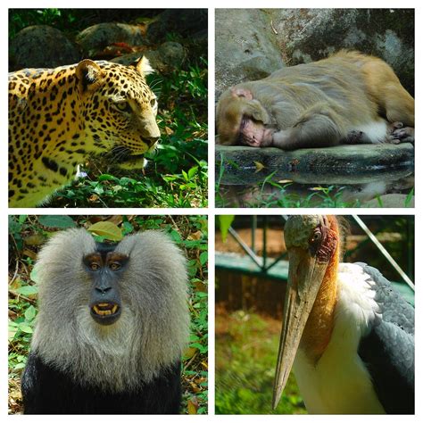 Thiruvananthapuram Zoo   Wikipedia