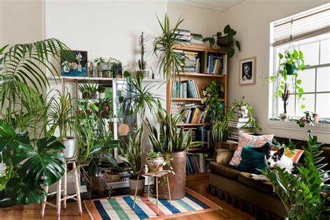 This app helps you choose indoor plants for each room of ...