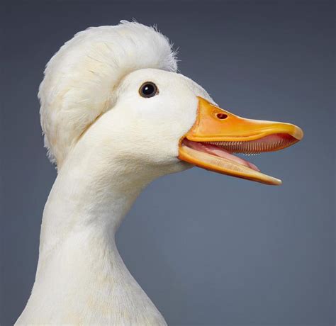This Crested Miniature Duck has cooler teeth and hair than you  ...