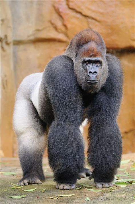 This Gorilla Is Sweeping The Web Crazy, See As He Turns Around