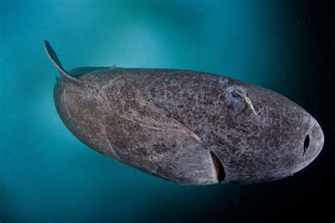 This Greenland shark is awesome but it is not actually ...