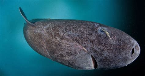 This Greenland shark is awesome but it is not actually ...