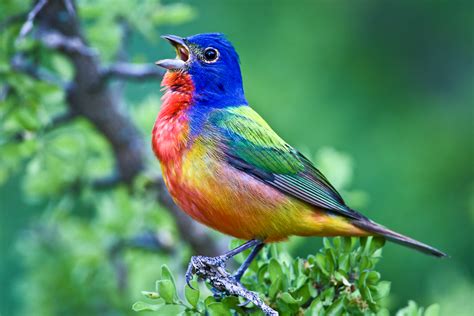 This I believe: Birds make life better | Dallas ZooHoo!