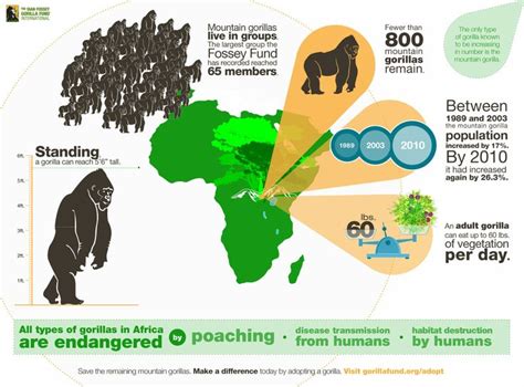 This infographic provides statistical data for the gorilla ...