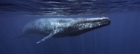 This Just In! Who Knew Blue Whales Have A Fin Preference