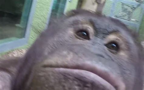 This orangutan has mastered the selfie at Blackpool Zoo ...