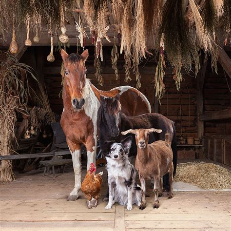 This Photographer Photographs Farm Animal Like No One Else ...