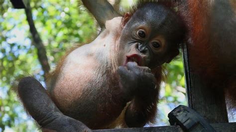 This Preschool for Orangutans Is Adorable and Saving Lives ...