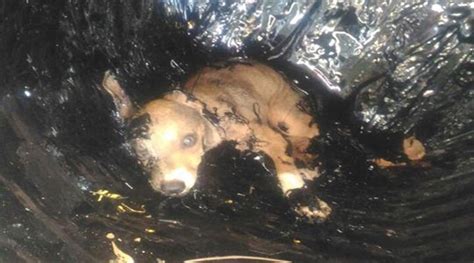 This puppy stayed in a drum of tar for 24 hours before it ...