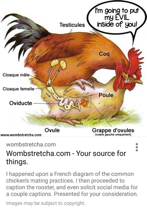 This rapey chicken mating diagram. : r/CrappyDesign