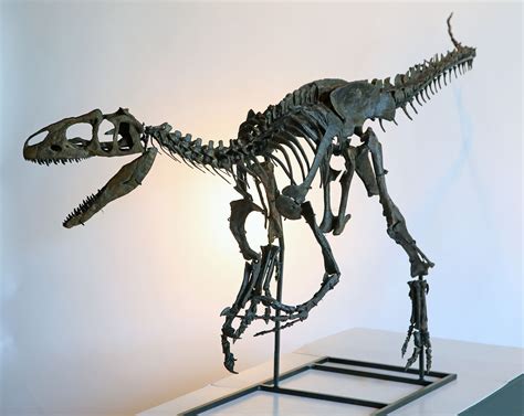 This Rare Dinosaur Skeleton Could Be Yours for Under $1 ...