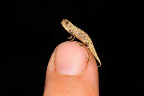 This “Nano Chameleon” Is The World’s Smallest Reptile And ...