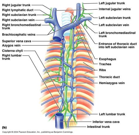 thoracic duct and right lymphatic duct   Google Search ...