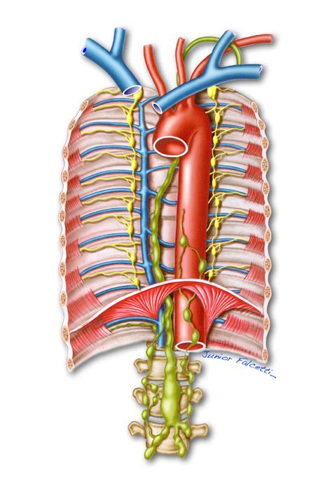 Thoracic duct by junior falcetti on DeviantArt