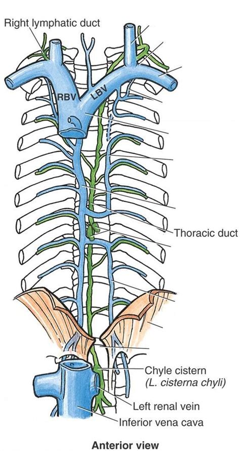 Thoracic Duct; Cisterna Chyli