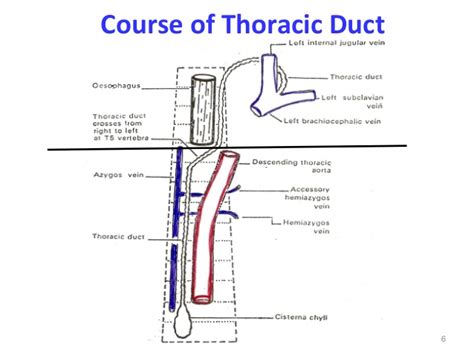 thoracic duct
