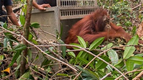 Thousands of Orangutans Threatened by Indonesia Wildfires ...