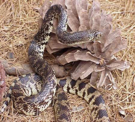 Three Louisiana Pine Snakes Released Into Kisatchie ...
