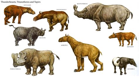 Thunder Beasts Titanotheres And Tapirs   Mammal Like Dinosaurs ...