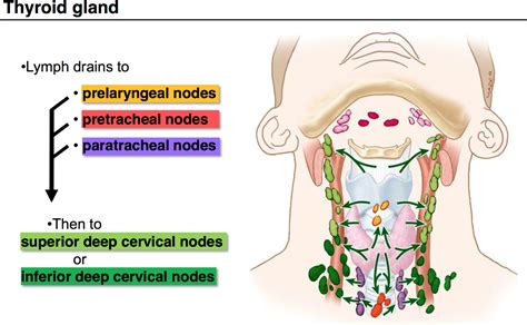 Thyroid glands lymph nodes | Med notes | Thyroid gland ...