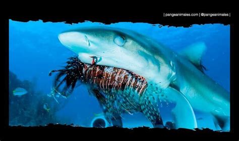 Tiburón Arrecife del Caribe: Características, Qué come ...