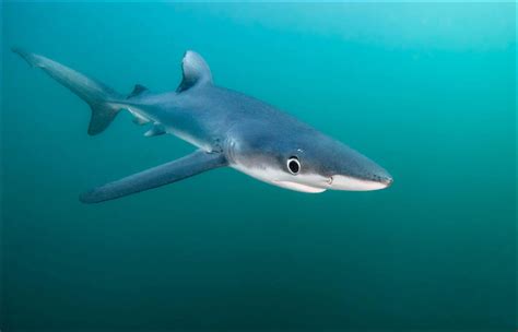 Tiburón azul   Animales del Peru