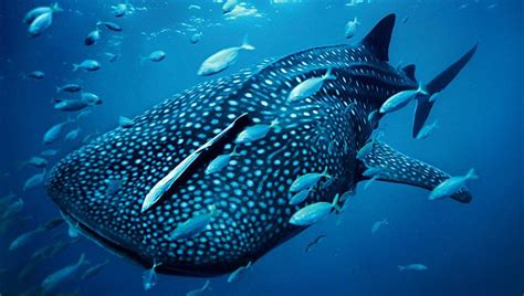 Tiburón ballena, pez más grande del mundo | Tiburon ballena