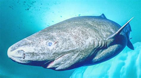 Tiburón de Groenlandia es el animal mas longevo, puede ...
