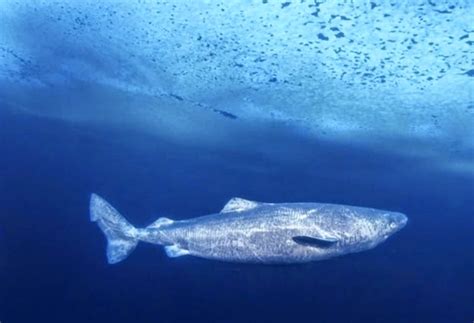 Tiburones en Galicia: Tiburón de Groenlandia  Somniosus ...